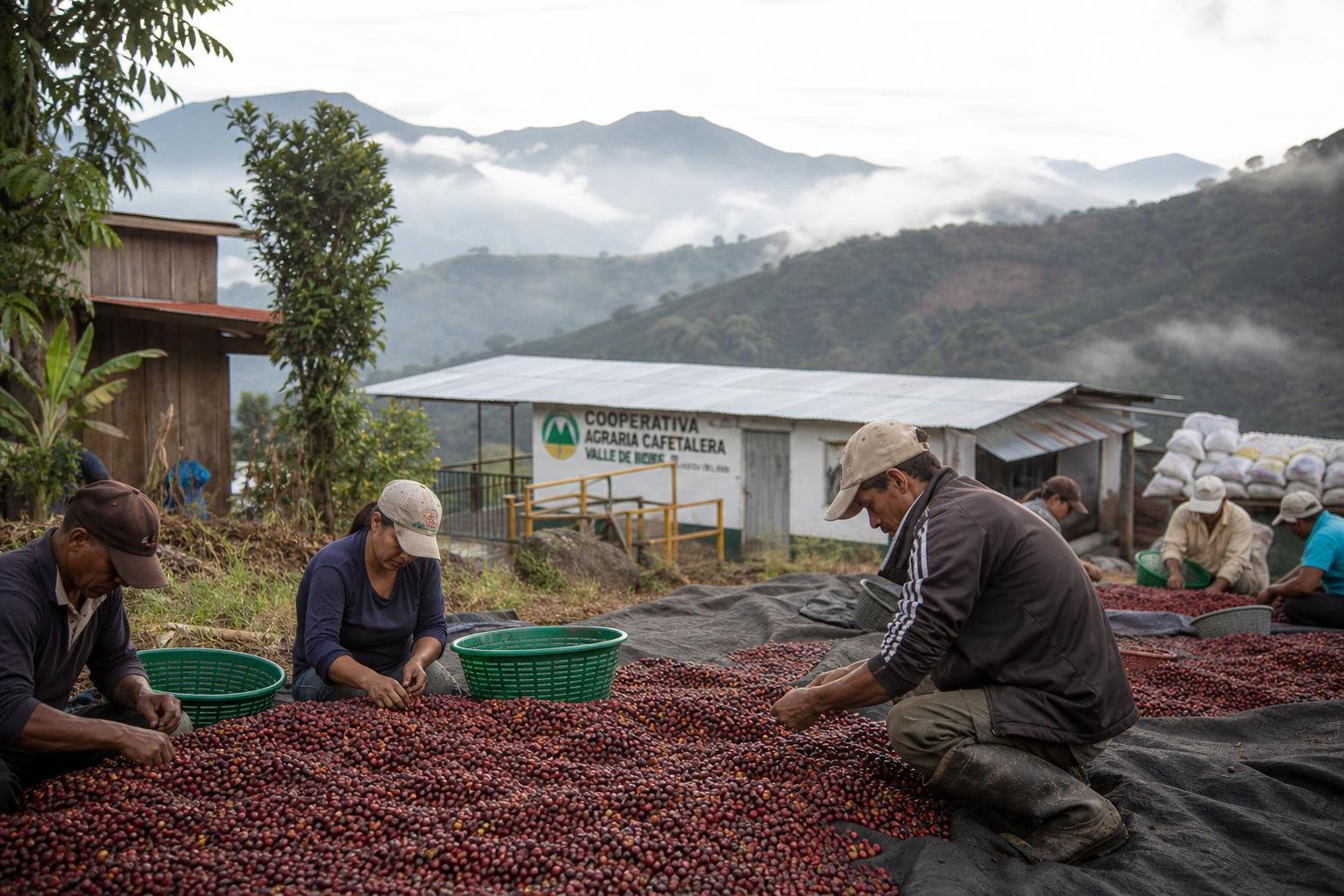 découvrez les enjeux sociaux et environnementaux majeurs de l’industrie du café, incluant les conditions de travail des producteurs et l'impact écologique de sa culture.