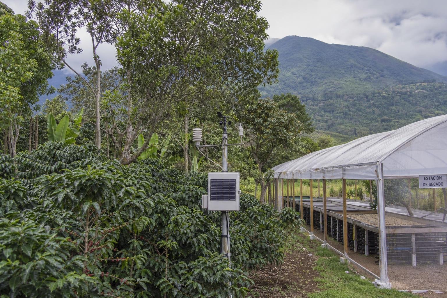 découvrez les enjeux sociaux et environnementaux majeurs de l'industrie du café, entre impacts écologiques, conditions de travail des producteurs et défis pour un commerce équitable.