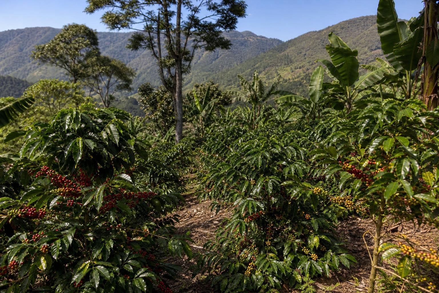 découvrez les différentes variétés de café arabica, leurs origines, saveurs uniques et caractéristiques pour mieux apprécier chaque tasse.